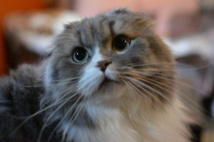 ニャンズ - 猫カフェ 猫音 にゃおん