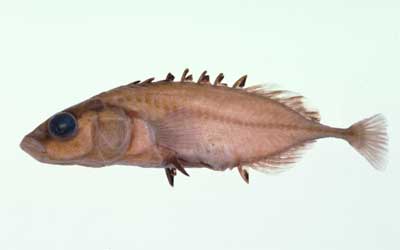 旧淡水魚保護協会保管淡水魚類
