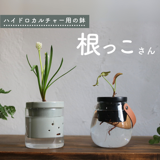 シンプルな植木鉢専門店｜観葉植物や塊根植物、盆栽にぴったりな陶器の