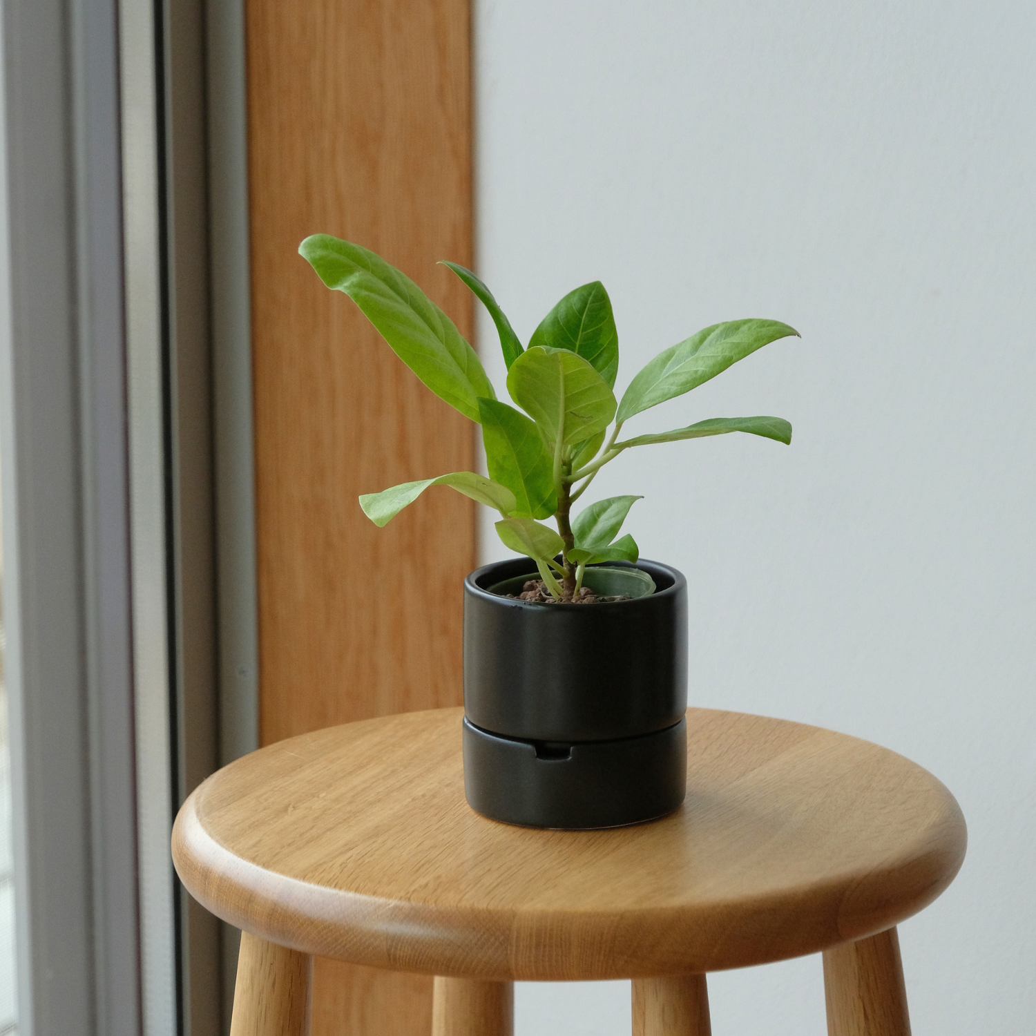 食虫植物・ハイドロカルチャーにぴったり｜陶器 植木鉢｜3号｜すーさん