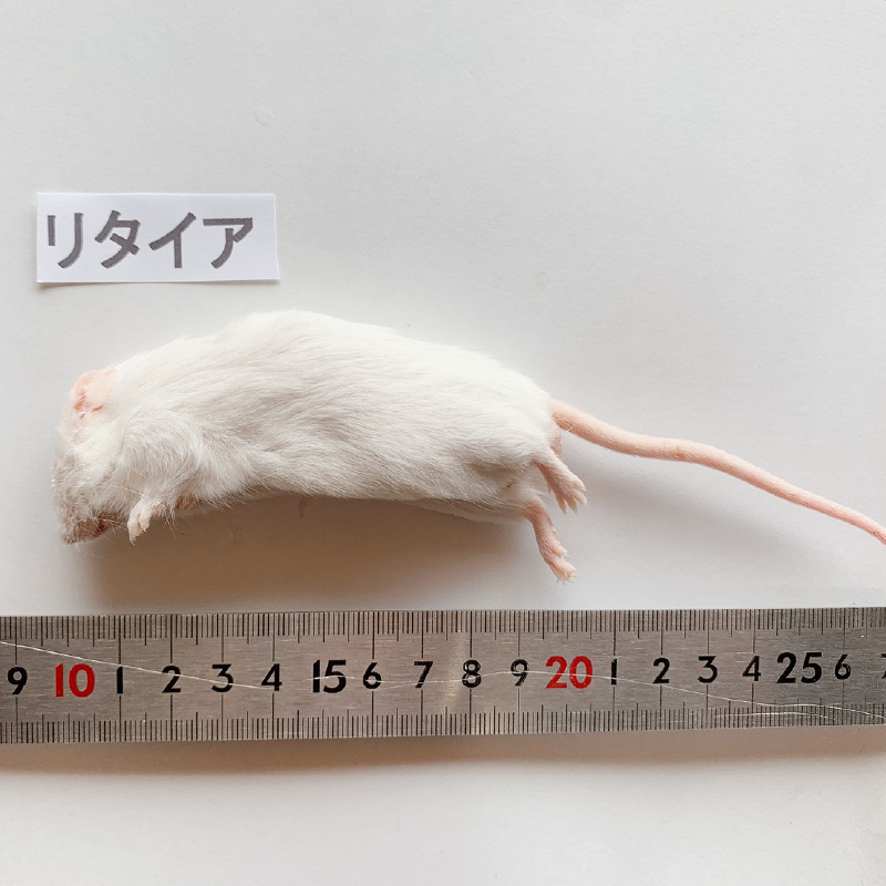最短当日発送】冷凍マウス（リタイヤ）10匹パック ～35g｜リトル