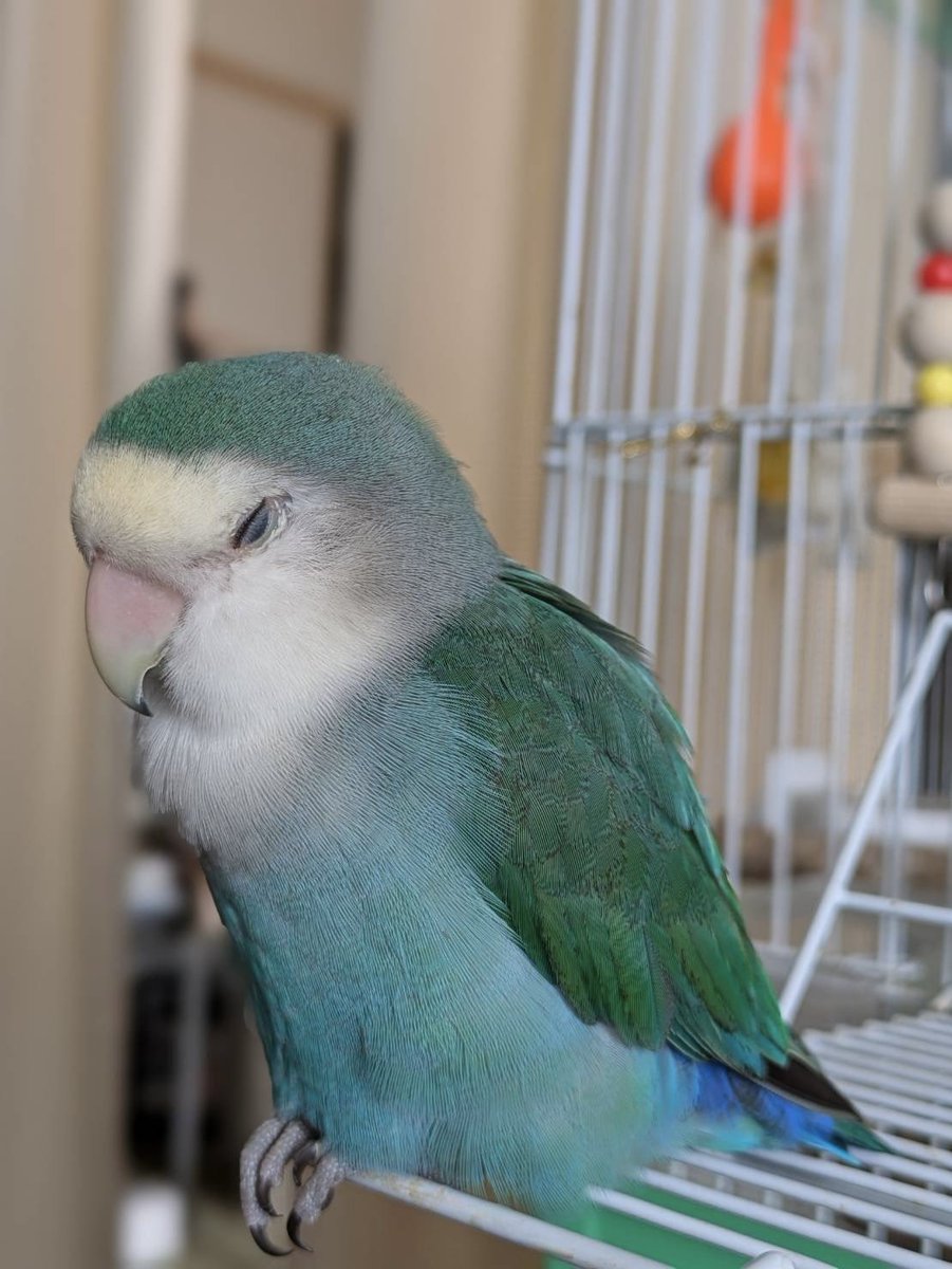 迷いインコ
