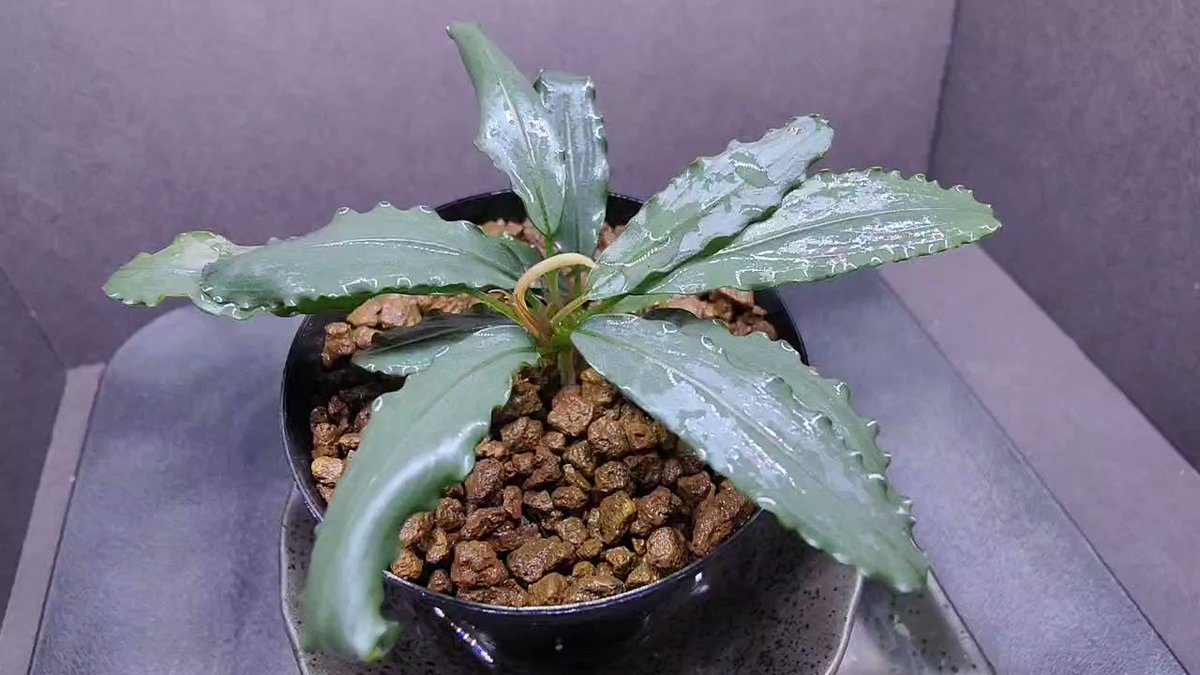 Bucephalandra sp.