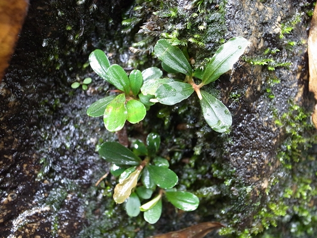 □Buce sp from Air terjun Gunung Puis【AZ0811-8】 : ホシクサと