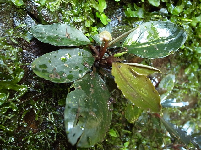 Buce sp 