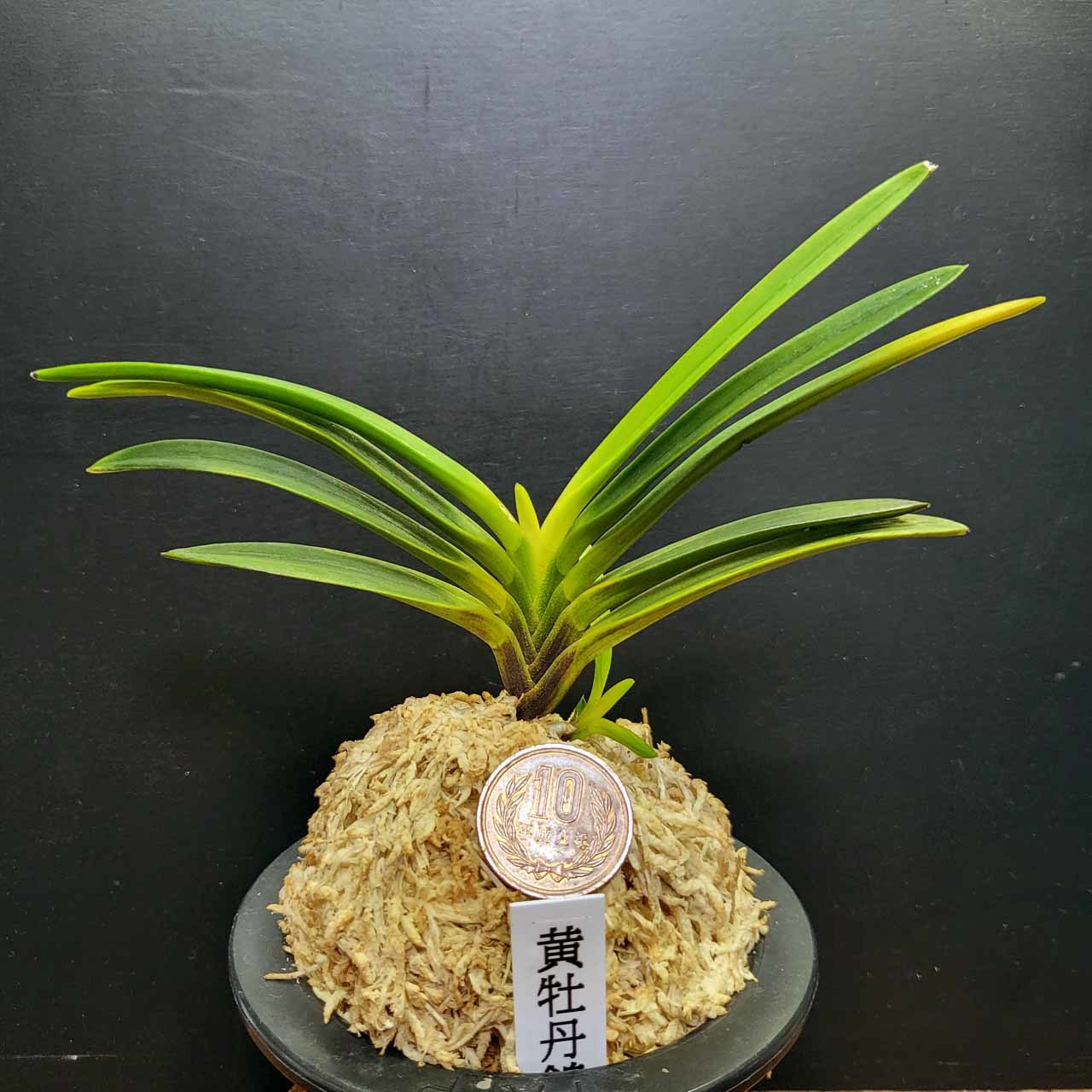 富貴蘭 黄牡丹錦の金牡丹 : 富貴蘭チャンネル
