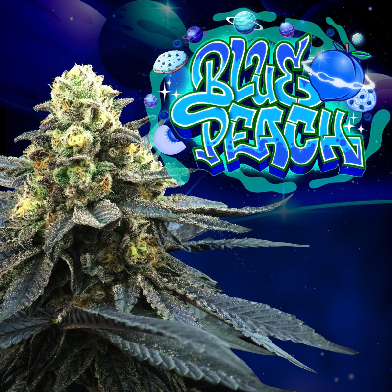 Blue Peach – Feminized Seeds (Blue 16 x Peach Ozz) | Perfect Tree