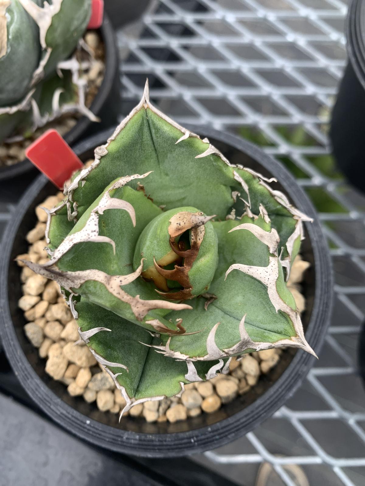 子株販売】 アガベ コック agave titanota cok CG-01 アガベ COK CG-1
