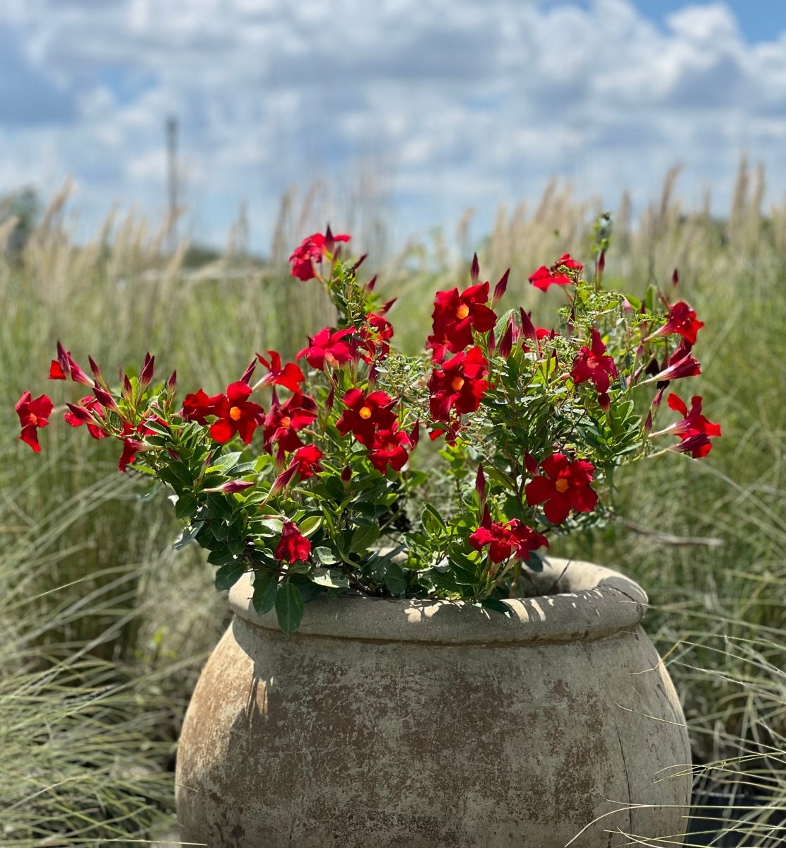 Red Rocket Trumpet for Sale | PlantologyUSA.com – Plantology USA