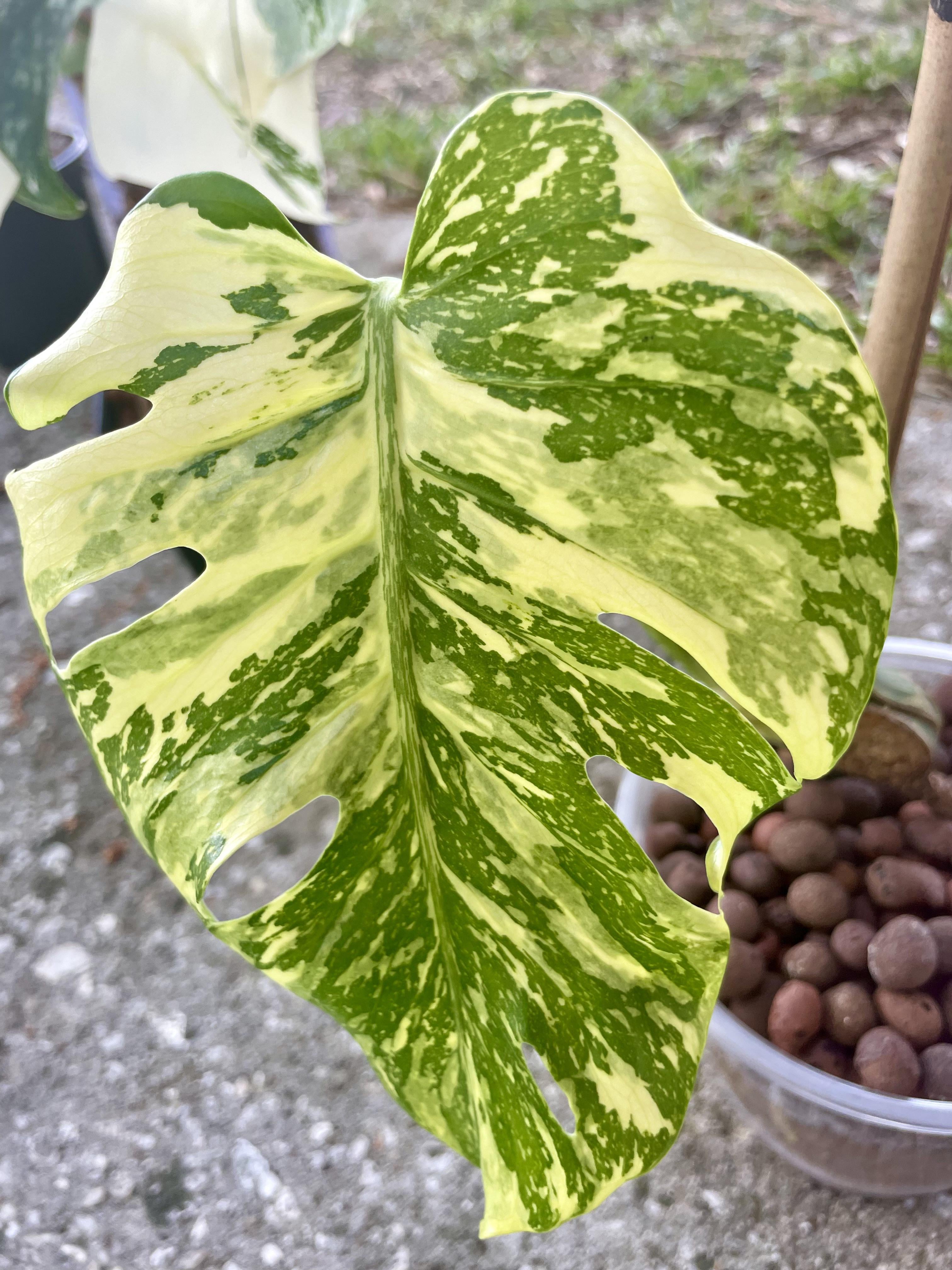 モンステラ「エレクトロライト」 : r/RareHouseplants