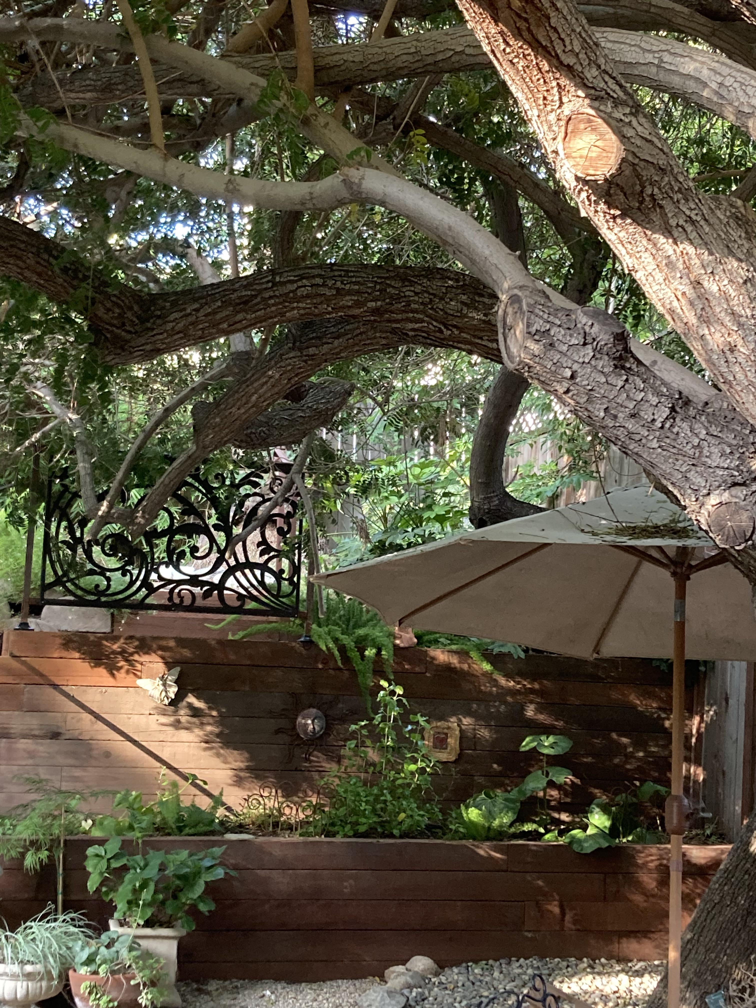 Native shade tree : r/Ceanothus