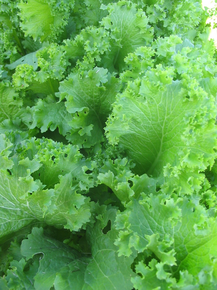 Green Wave Mustard - Fedco Seeds