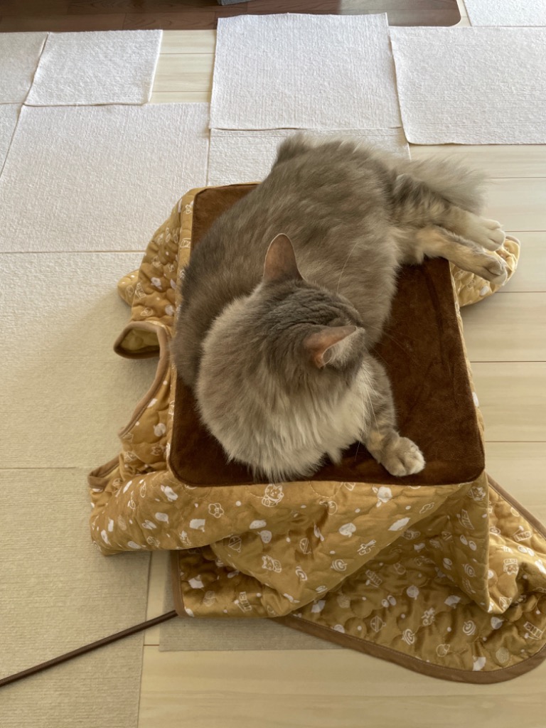 マルカン 遠赤外線にゃんこの和み（にゃごみ）こたつ M 猫用こたつ