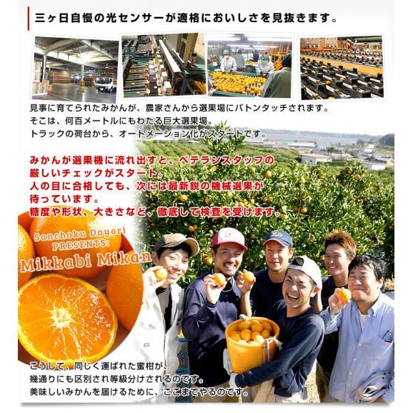 静岡県より産地直送 JAみっかび 三ケ日みかん (青島種) 2Lサイズ 3.5