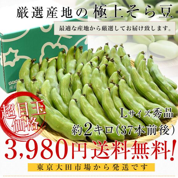 厳選産地の極上そら豆 秀品 Lサイズ 約2キロ（37本前後）送料無料