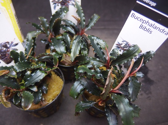 Roots”Web site(水草・水辺の植物・ジャングルの植物の販売・通販)
