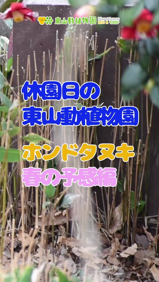 サザンカ」のYahoo!リアルタイム検索 - X（旧Twitter）をリアルタイム検索