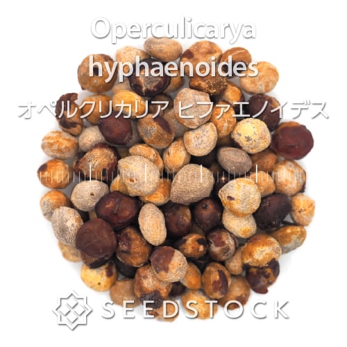 種子] オペルクリカリア ヒファエノイデス Operculicarya hyphaenoides