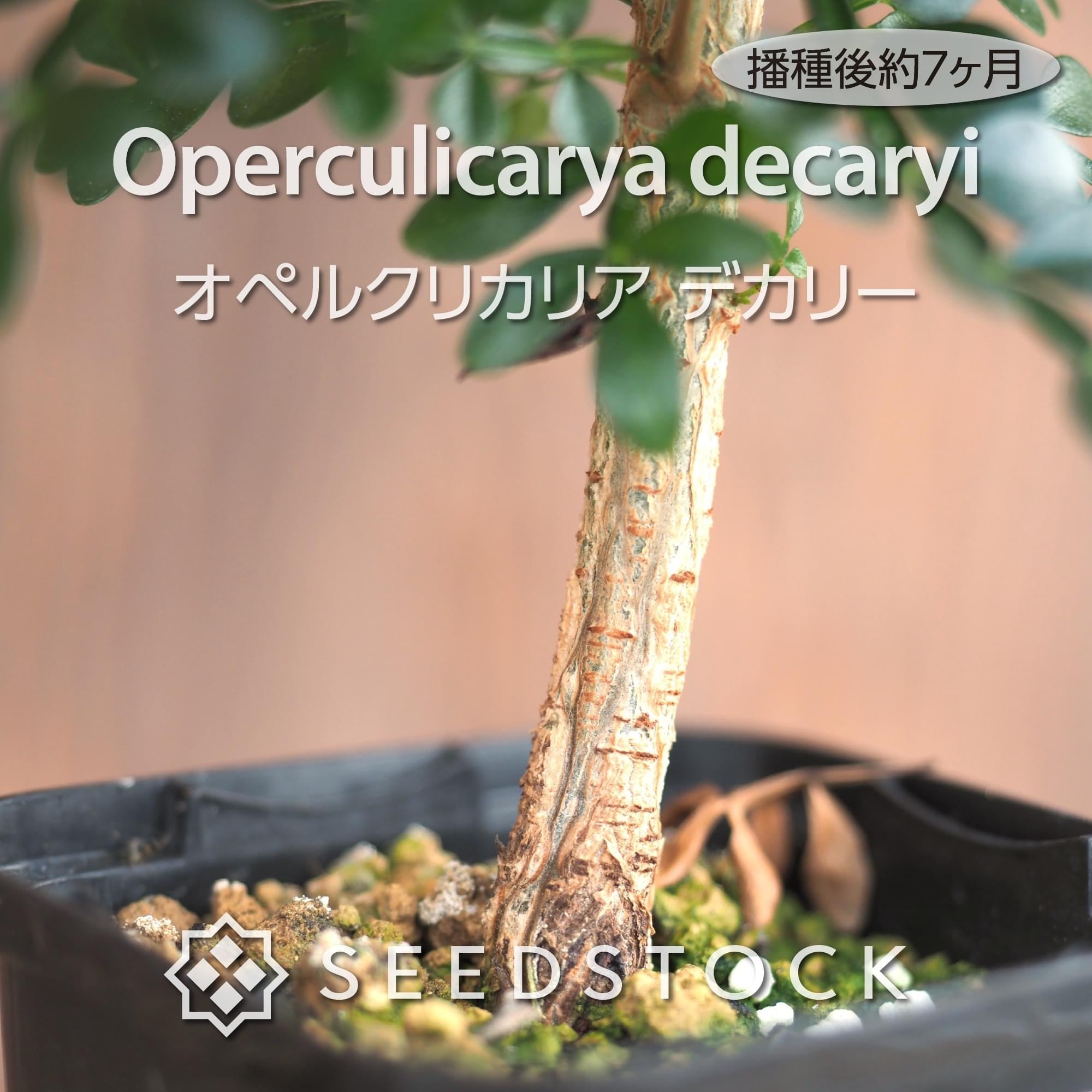 種子] オペルクリカリア デカリー Operculicarya decaryi | 塊根植物
