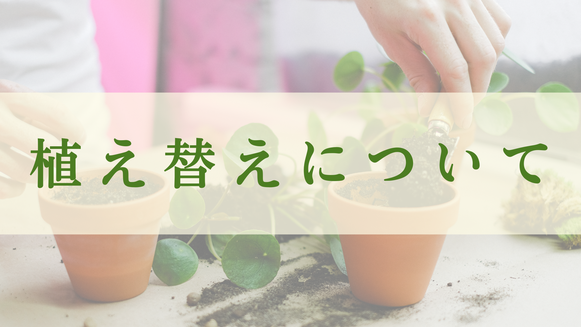 プヤ セルーレア 7？8？ヘッド 抜き苗 プヤ セルーレア 抜き苗 プヤ