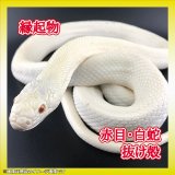 大蛇の抜け殻 ゴールデンパイソン アルビノ 金運 S23