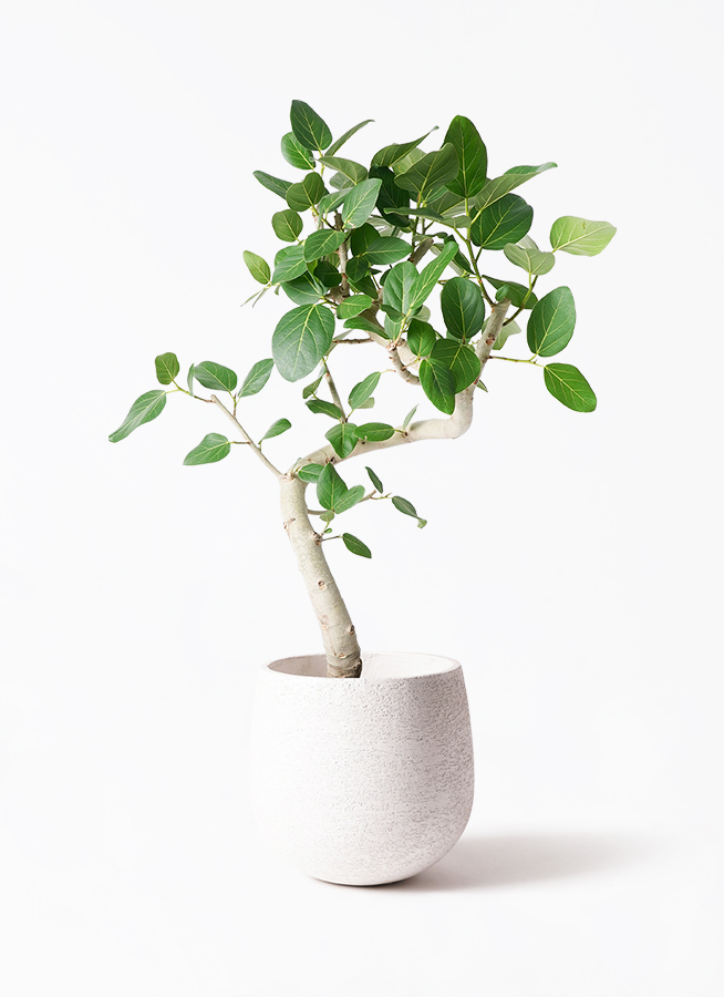 観葉植物 フィカス ベンガレンシス 8号 曲り 極太 プラスチック鉢