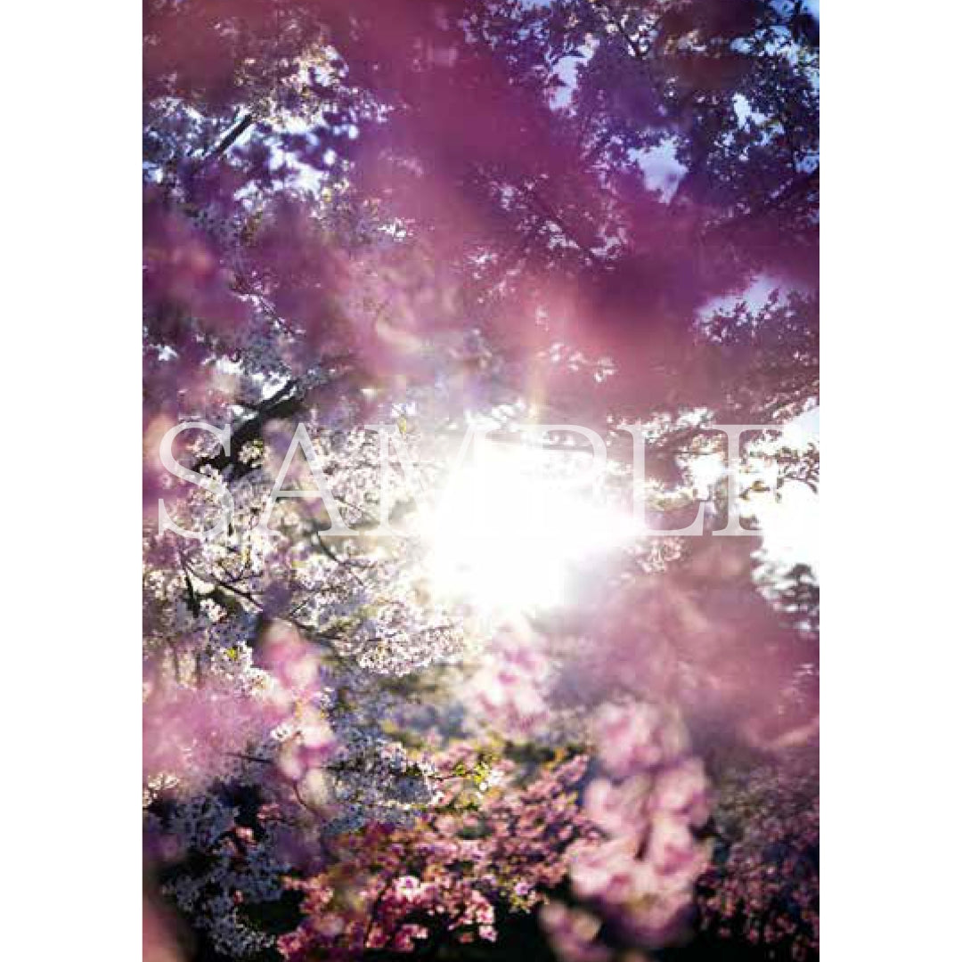 ポストカードセット｜ 花、瞬く光 – MIKA NINAGAWA OFFICIAL STORE
