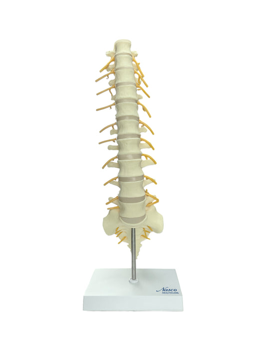 Vertebrae and Sacrum T8 Spine Model – Nasco Healthcare