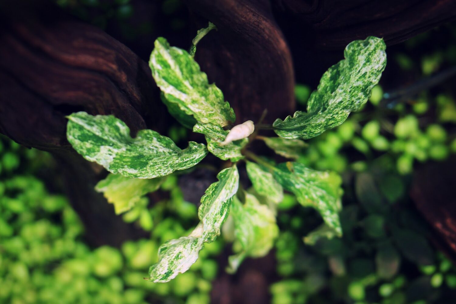 Bucephalandra Variegated Marble - Online Aquaria