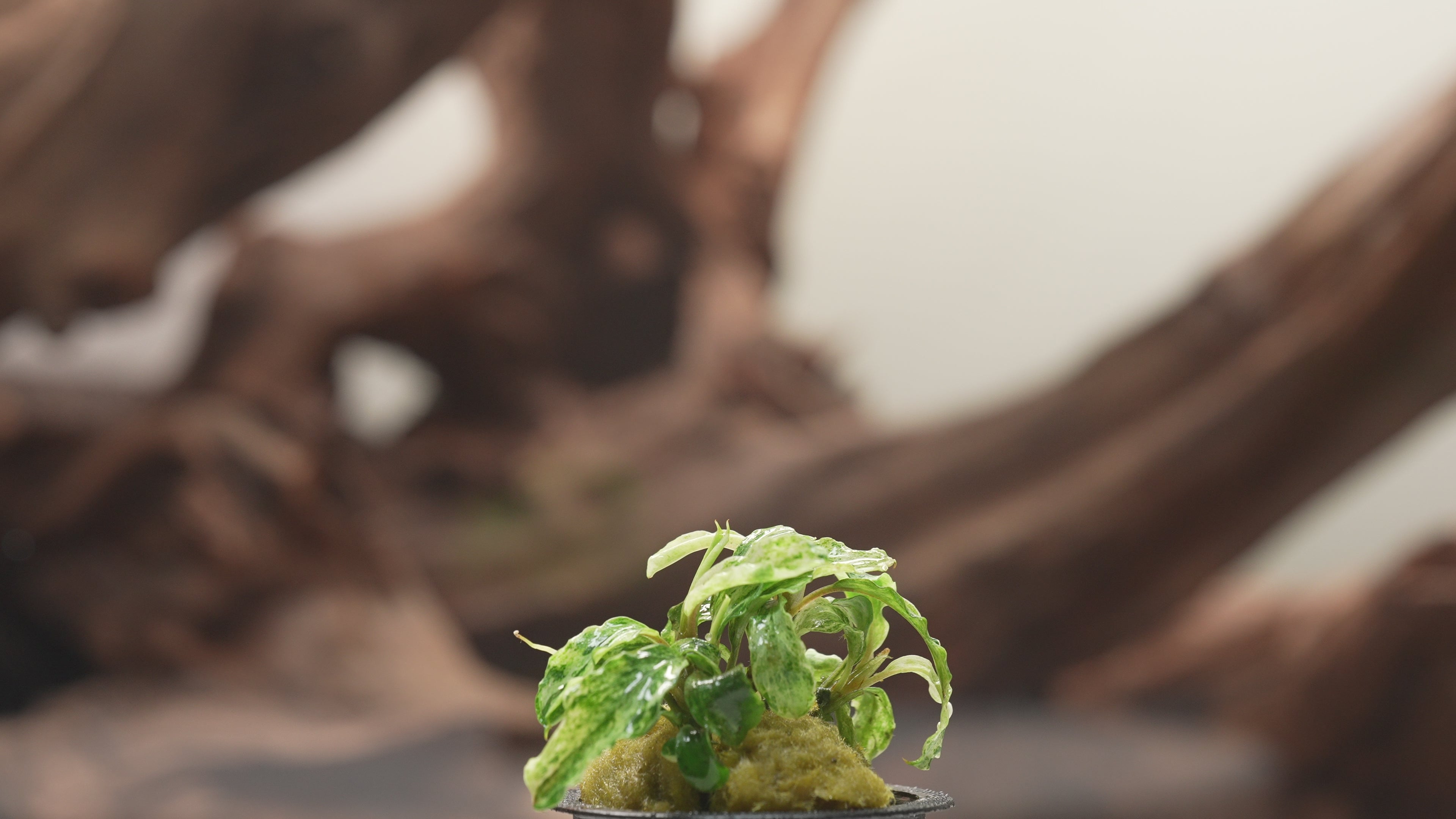 Bucephalandra Buce Green Wavy Variegated Marble Rare Aquarium
