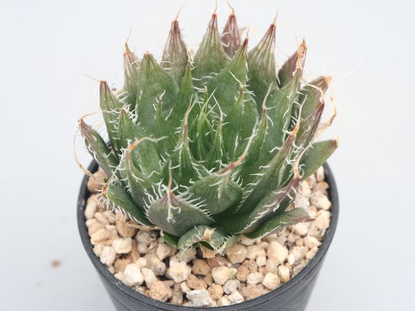 多肉植物・サボテン販売～PICO庵～ / ハオルチア属
