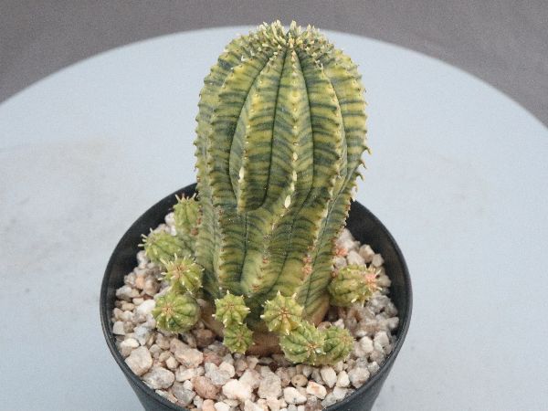 多肉植物・サボテン販売～PICO庵～ / ユーフォルビア属 魔紅キリン錦