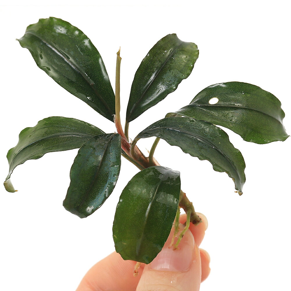 楽天市場】（水草）ブセファランドラsp．クダガン（無農薬）（水中葉