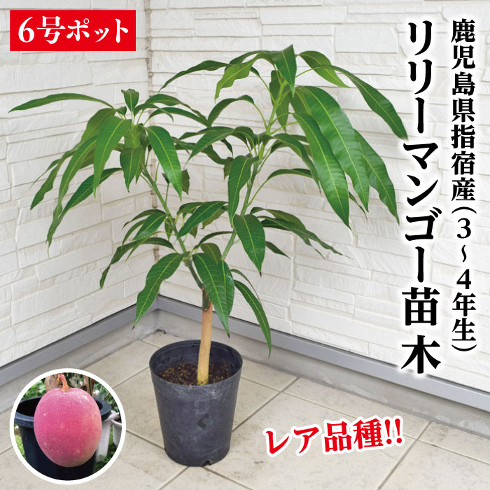 楽天市場】入荷しました！☆希少レア☆【指宿産 ピコマンゴー 苗木1本