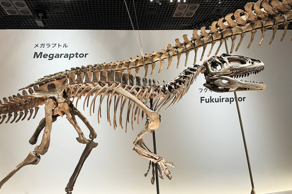 国立科学博物館 特別展「恐竜博2023」内覧会レポート | 上野が、すき。