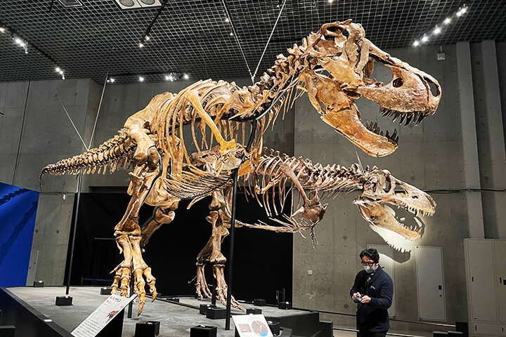 国立科学博物館 特別展「恐竜博2023」内覧会レポート | 上野が、すき。