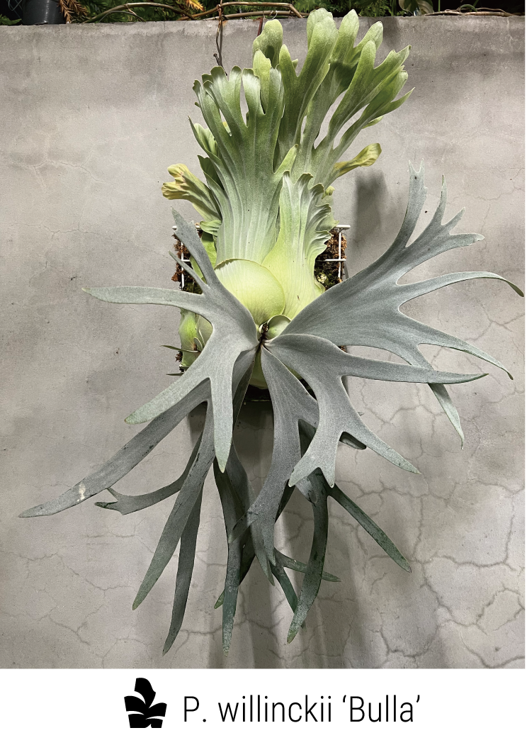 十二田植栽