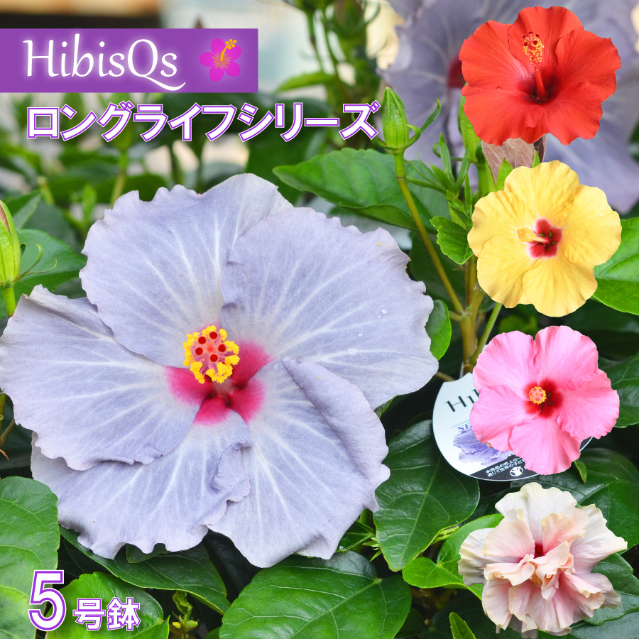 吉本花城園 爆買 ハイビスカス ハイビスキュース NEW ロングライフ