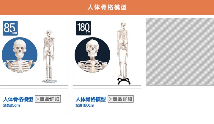 人体模型 骨格模型 骨 等身大 身長約166cm 展示スタンド付き 骨格標本