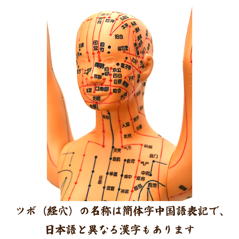 経絡・経穴（ツボ）人形 人体模型 鍼灸 エステサロン用品 : かっさ専門