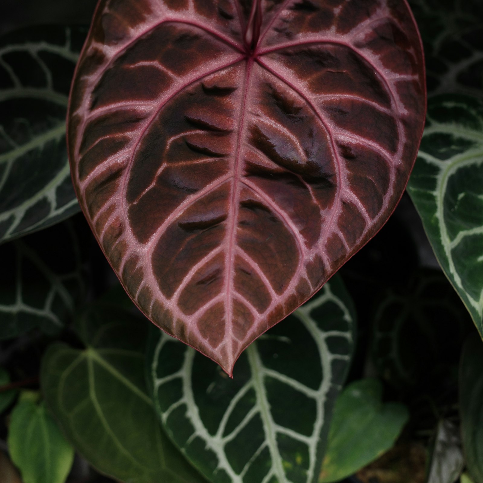 MonsteraX Marketplace | Anthurium docblock 'scarlet' x select pap