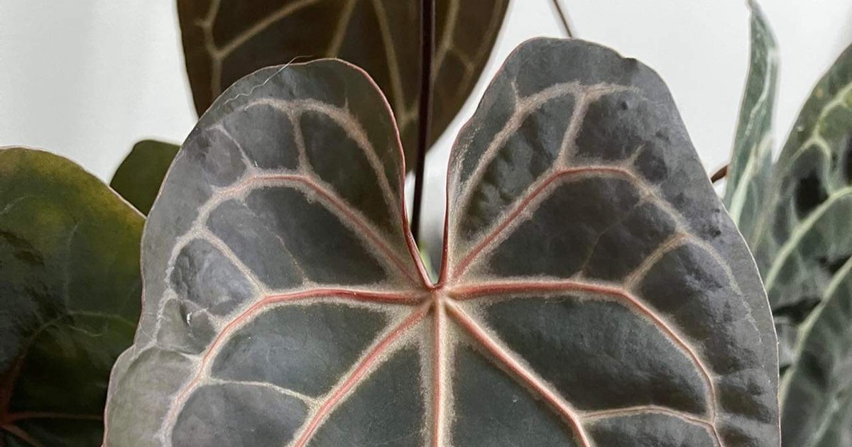 MonsteraX Marketplace | Anthurium Tezula Red Crystallinum