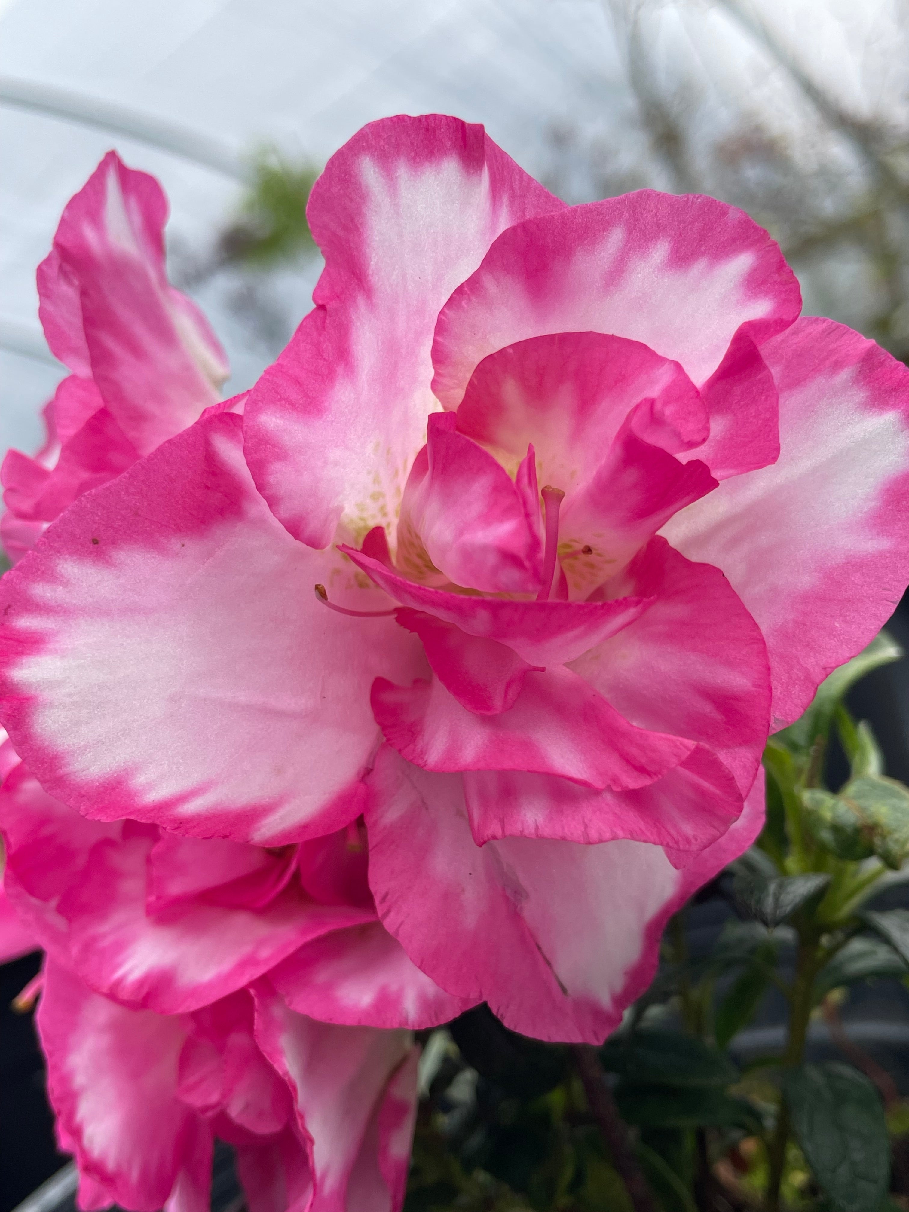 Haru no Hibiki – Singing Tree Gardens Nursery