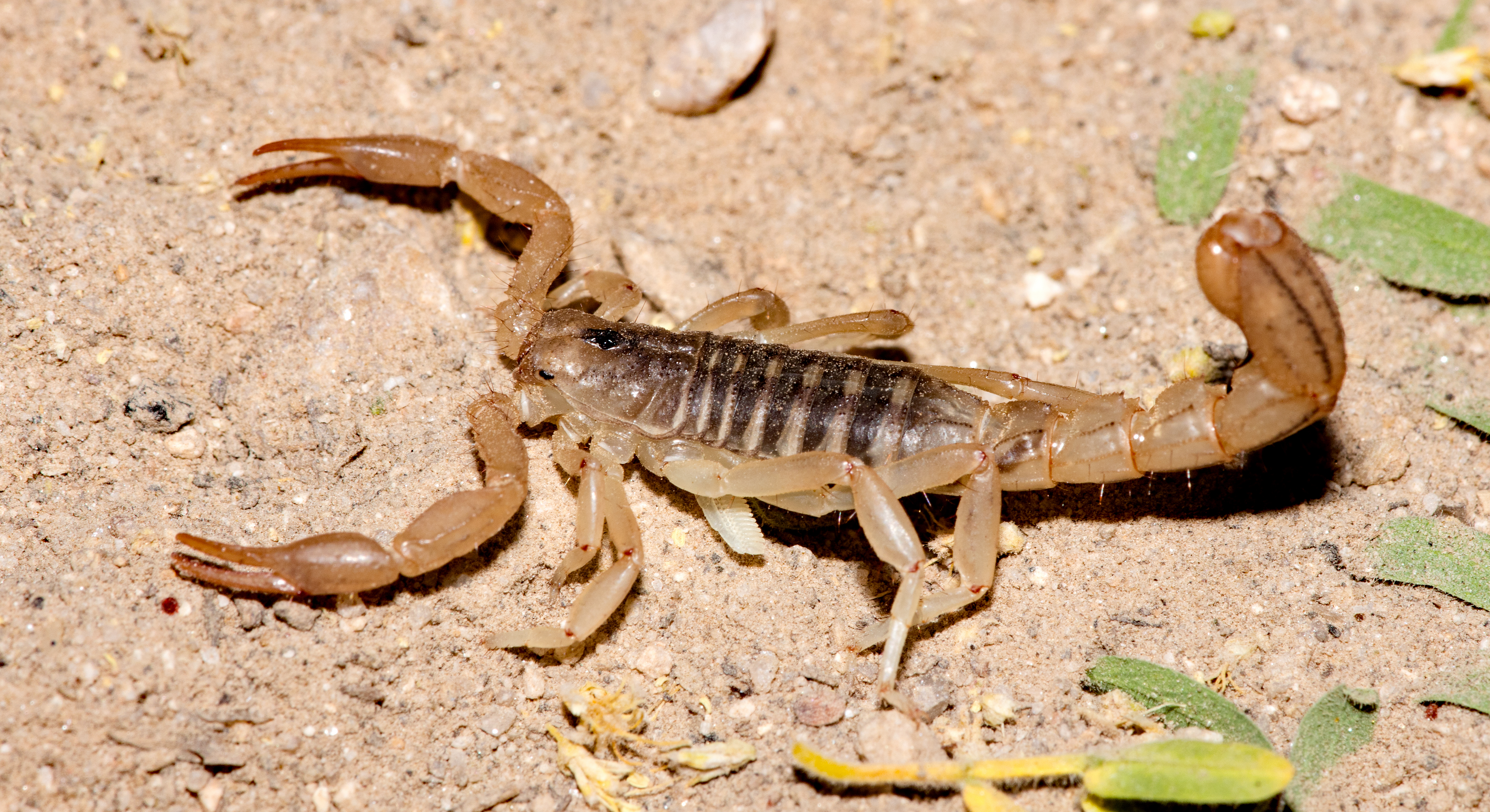 Nighttime In Sabino Canyon — Stripe-Tailed Scorpion – Sonoran Images