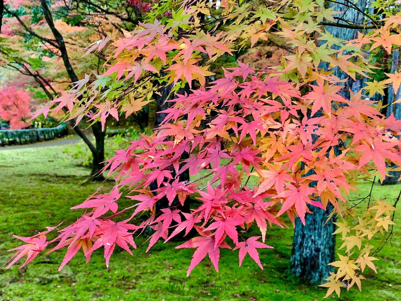 紅葉情報【2025】今見頃がわかる - ウェザーニュース