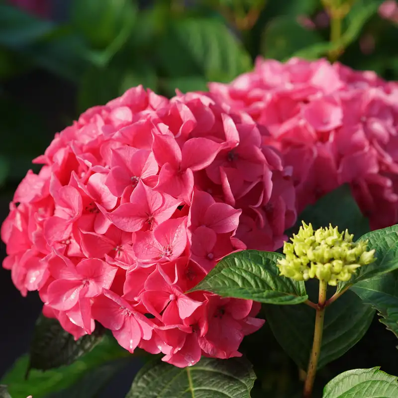 Let's Dance Lovable Hydrangea | Spring Meadow - wholesale liners