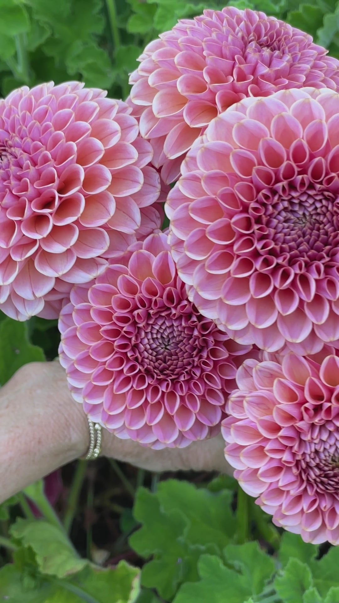KA's® Boho Rose – Stonehouse Dahlias