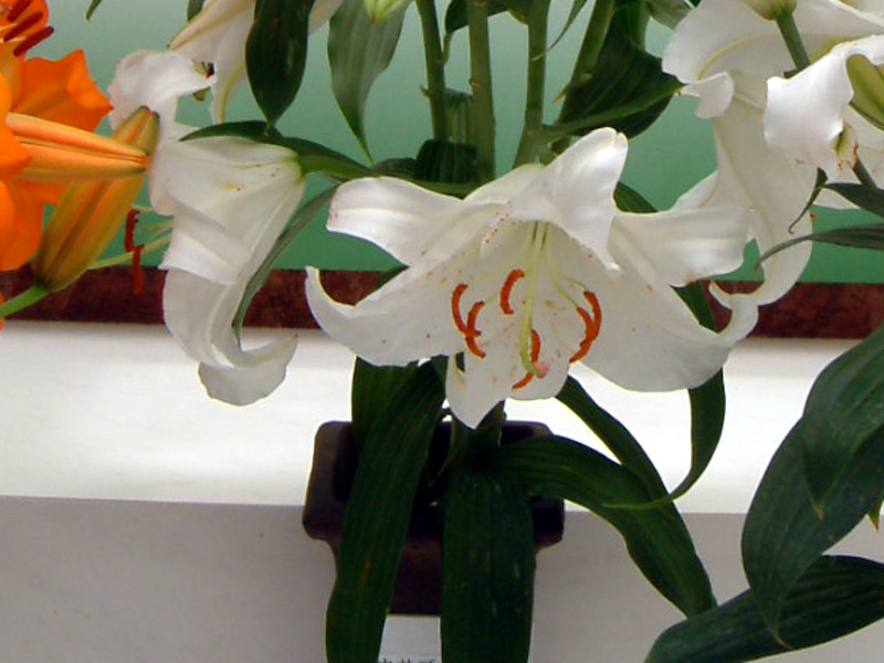 Casa blanca | Lilium cv. casa blanca | Flower Database