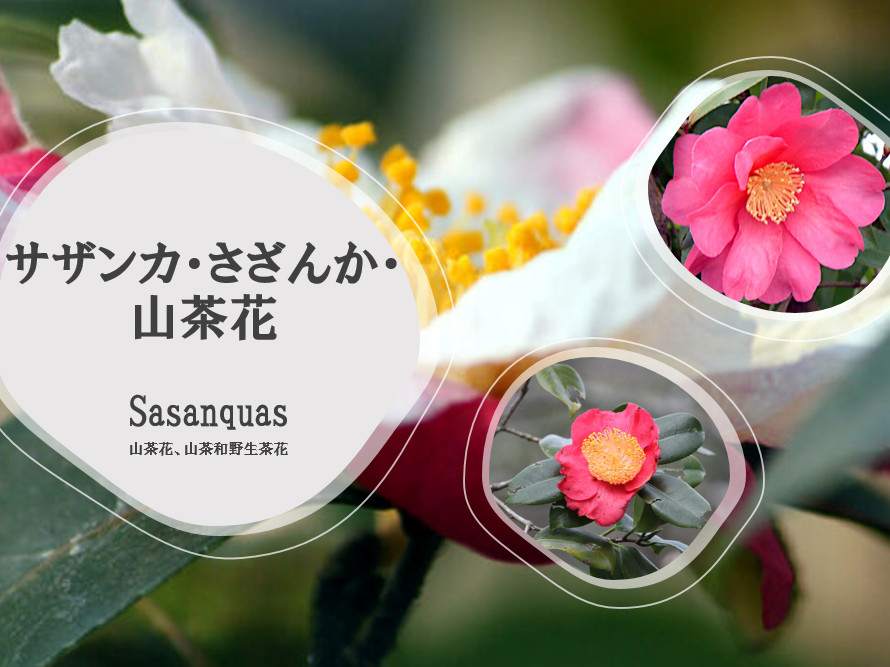 花日記 山茶花】かぎけん花図鑑 花日記2024年1月31日(水) – 株式会社