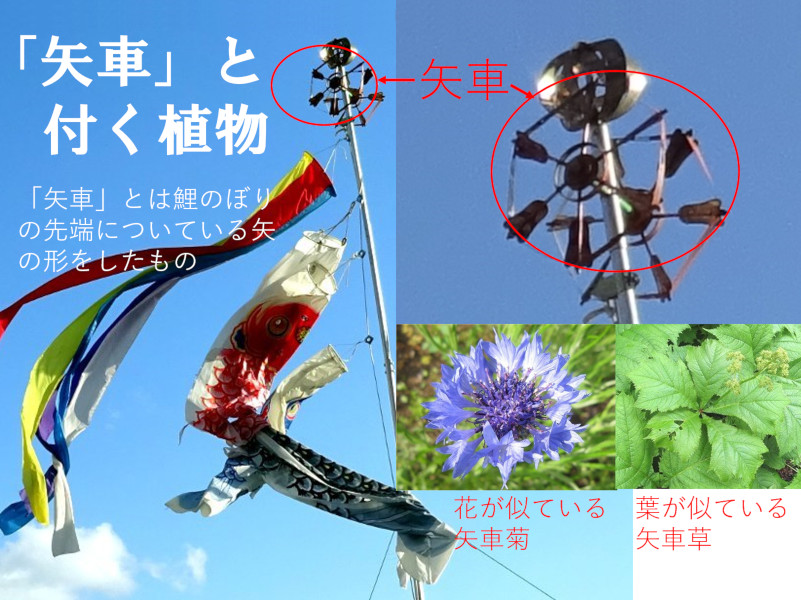 南房総の花7 ヤグルマギク（矢車菊、学名：Centaurea cyanus）かぎけん